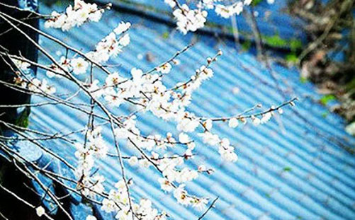 1614220246884262.jpg 牛年起名带火可以吗,喜火字最<a href=https://www.hmzw.com/html/jili.html target=_blank class=infotextkey>吉利</a>的字