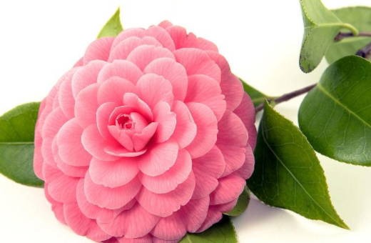 家具网店取<a href=https://www.hmzw.com/html/mingzi.html target=_blank class=infotextkey>名字</a>大全 旺店高级时尚<a href=https://www.hmzw.com/html/mingzi.html target=_blank class=infotextkey>名字</a>