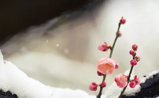 2021年3月3日农历正月二十出生的男孩取什么<a href=https://www.hmzw.com/html/mingzi.html target=_blank class=infotextkey>名字</a>好听