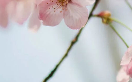 带茵字的好听的女孩<a href=https://www.hmzw.com/html/mingzi.html target=_blank class=infotextkey>名字</a>大全 茵字<a href=https://www.hmzw.com/html/mingzi.html target=_blank class=infotextkey>名字</a>专题