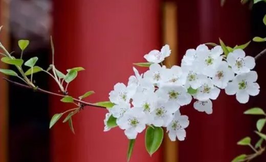 2020年6月10号闰四月十九出生的女孩命好吗,如何取<a href=https://www.hmzw.com/html/mingzi.html target=_blank class=infotextkey>名字</a>