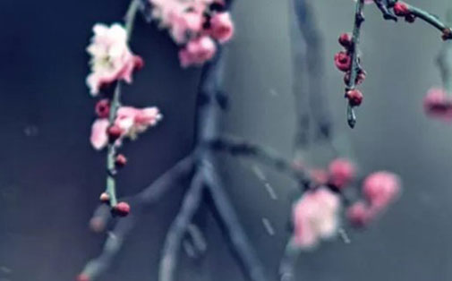 <a href=https://www.hmzw.com/html/mingzi.html target=_blank class=infotextkey>名字</a>中带桂字的含义 桂字取女<a href=https://www.hmzw.com/html/haizi.html target=_blank class=infotextkey>孩子</a><a href=https://www.hmzw.com/html/mingzi.html target=_blank class=infotextkey>名字</a>