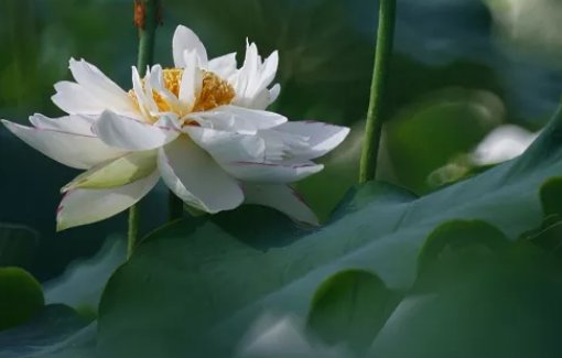 2020鼠年十一月出生的<a href=https://m.hmzw.com/html/baobao.html target=_blank class=infotextkey>宝宝</a>取什么<a href=https://m.hmzw.com/html/xiaoming.html target=_blank class=infotextkey>小名</a>好听