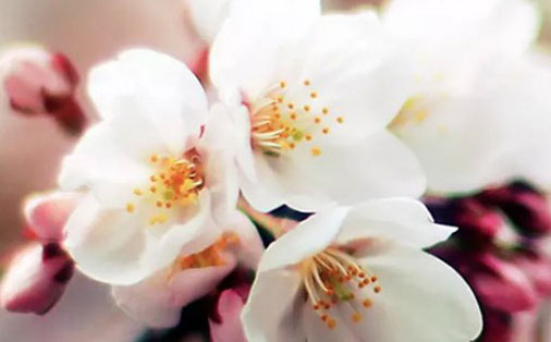 中间带芝的女孩<a href=https://www.hmzw.com/html/mingzi.html target=_blank class=infotextkey>名字</a> 芝字女孩起名大全