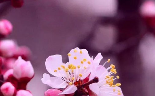 女孩取名带芝字,芝字配什么做<a href=https://www.hmzw.com/html/mingzi.html target=_blank class=infotextkey>名字</a>好