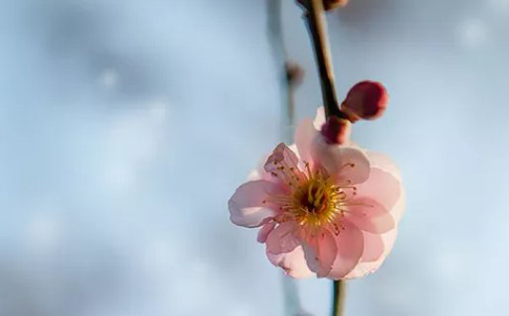 2021年3月8日农历正月二十五出生的男孩周易<a href=https://m.hmzw.com/html/mianfei.html target=_blank class=infotextkey>免费</a>起名