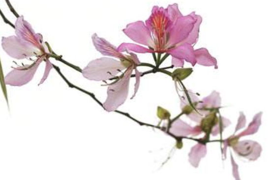 2020年3月6号出生的男孩怎么取<a href=https://m.hmzw.com/html/mingzi.html target=_blank class=infotextkey>名字</a>，<a href=https://m.hmzw.com/html/wuxing.html target=_blank class=infotextkey>五行</a>属什么