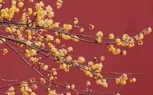 2021年2月22日农历正月十一出生的女孩起<a href=https://m.hmzw.com/html/shiyi.html target=_blank class=infotextkey>诗意</a><a href=https://m.hmzw.com/html/dute.html target=_blank class=infotextkey>独特</a>的<a href=https://m.hmzw.com/html/mingzi.html target=_blank class=infotextkey>名字</a>