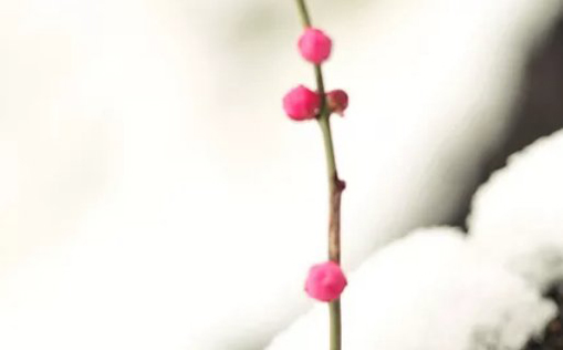 2021年3月4日农历正月二十一出生的男孩起<a href=https://m.hmzw.com/html/dute.html target=_blank class=infotextkey>独特</a><a href=https://m.hmzw.com/html/yangqi.html target=_blank class=infotextkey>洋气</a>的<a href=https://m.hmzw.com/html/mingzi.html target=_blank class=infotextkey>名字</a>