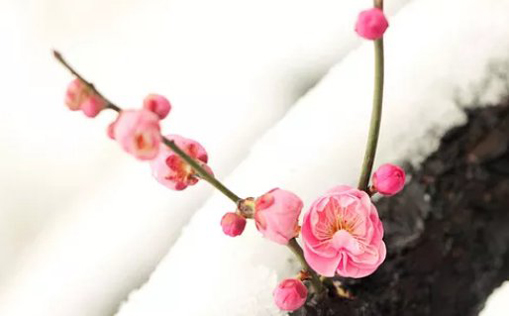 2021年3月3日农历正月二十出生的男孩取什么<a href=https://www.hmzw.com/html/mingzi.html target=_blank class=infotextkey>名字</a>好听