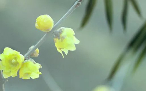 2021年2月25日农历正月十四出生的女孩起好听脱俗的<a href=https://m.hmzw.com/html/mingzi.html target=_blank class=infotextkey>名字</a>