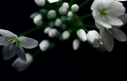 2020年农历十一月出生的鼠<a href=https://www.hmzw.com/html/baobao.html target=_blank class=infotextkey>宝宝</a>取名技巧