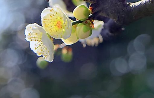 2020年农历十二月腊月出生的<a href=https://www.hmzw.com/html/baobao.html target=_blank class=infotextkey>宝宝</a>是如何取名